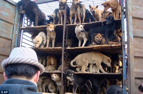 how many dogs are killed in china